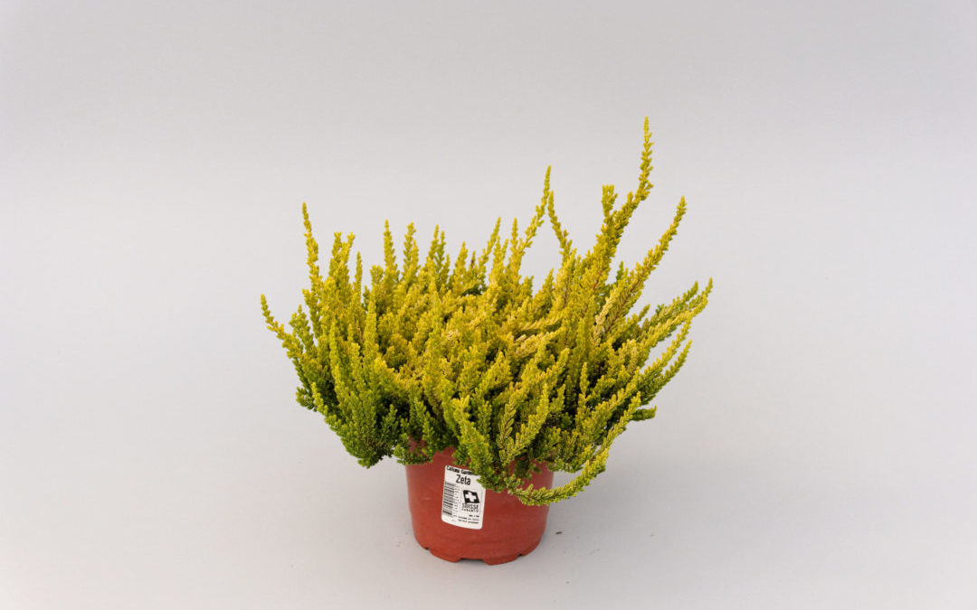 Calluna Garden Girls Zeta®