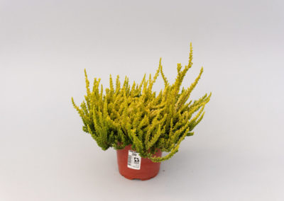 Calluna Garden Girls Zetaⓢ