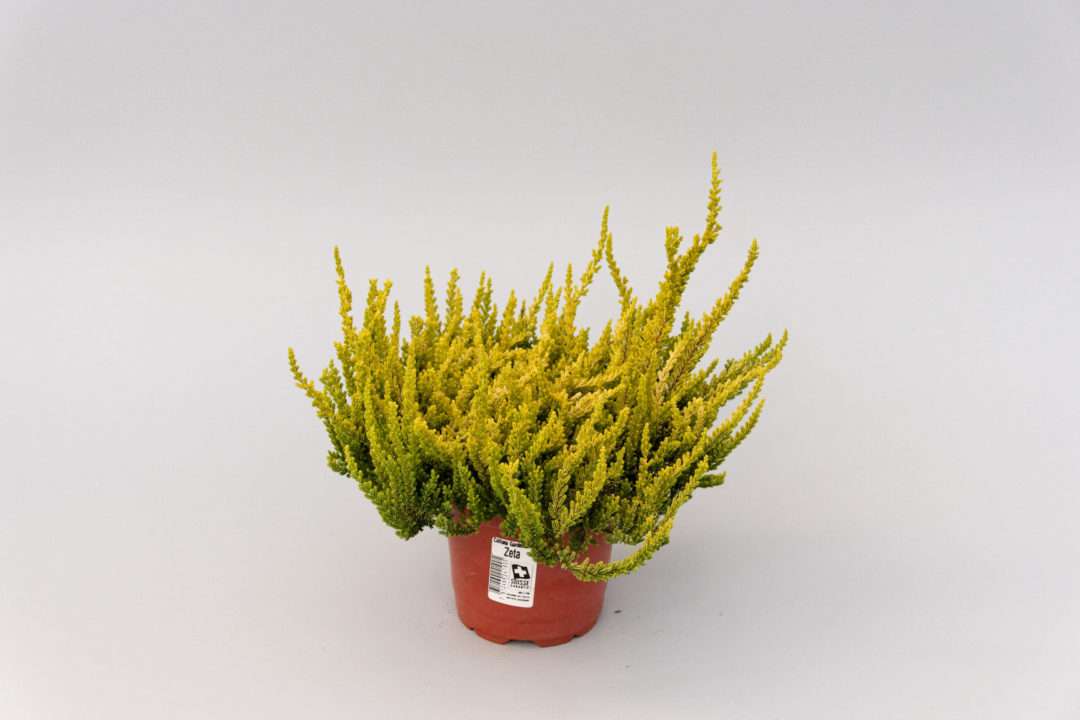GG Zeta Calluna Garden Girls Zetaⓢ