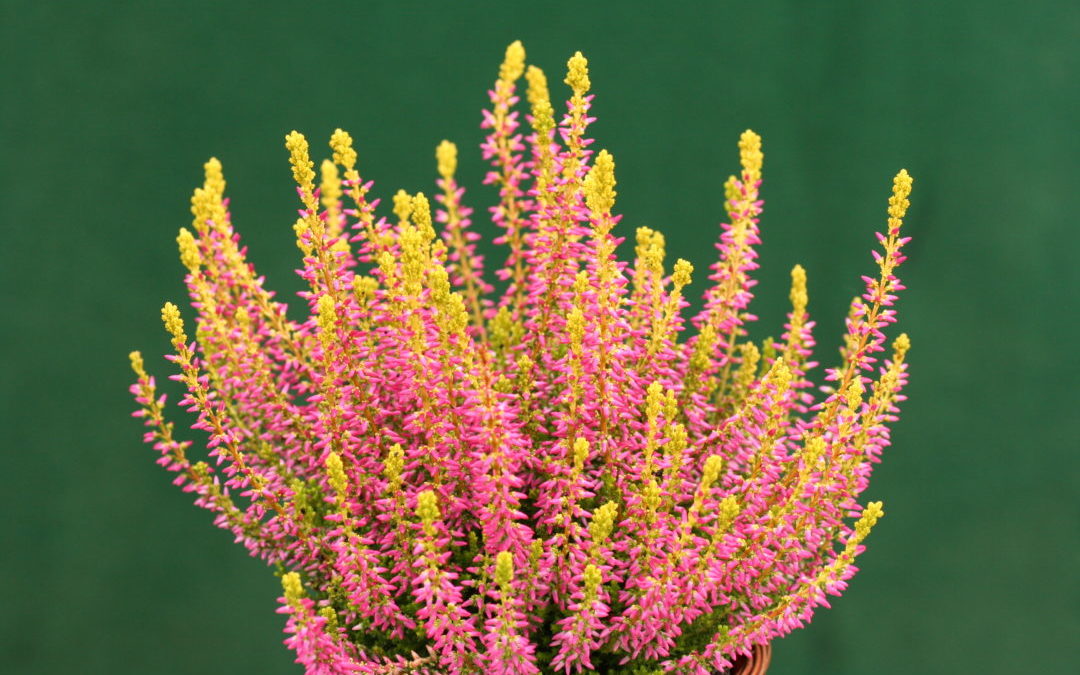 Calluna Garden Girls Golden Angieⓢ