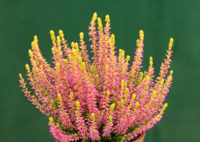 Calluna Garden Girls Golden Angieⓢ