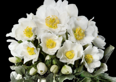 Helleborus Gold Collection Goldmarie®
