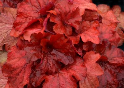 Heuchera Fire Alarm