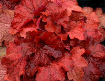Heuchera-Fire-Alarm-2b Heuchera Fire Alarm