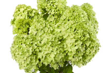 Hydrangea paniculata Pandora®