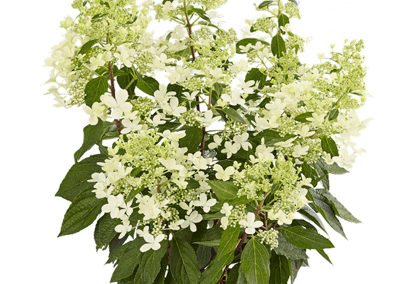 Hydrangea paniculata Pandria®