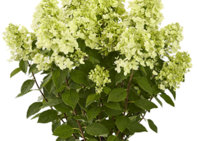 Hydrangea paniculata Panflora®