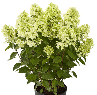 Panflora Hydrangea paniculata Panflora®