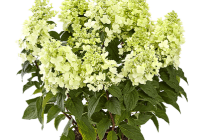Hydrangea paniculata Panzola®