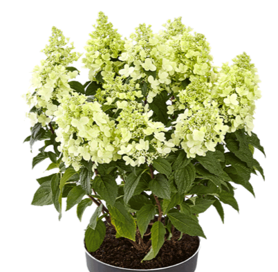 Panzola Hydrangea paniculata Panzola®
