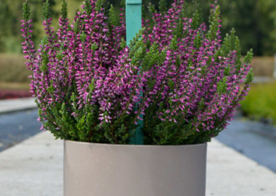 Calluna Garden Girls Amethystⓢ