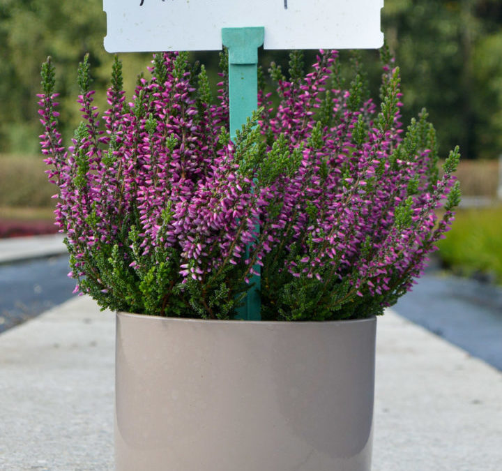 Calluna Garden Girls Amethystⓢ