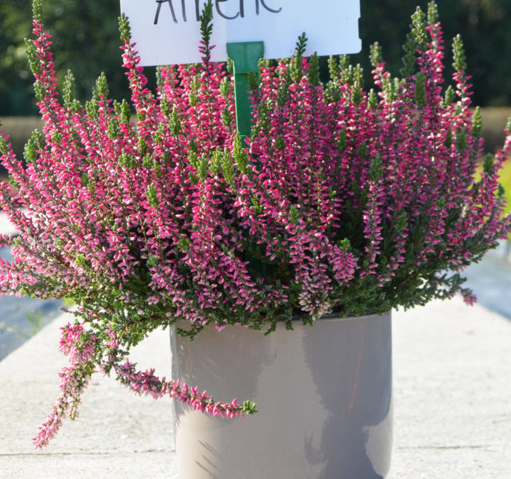 Calluna Garden Girls Atheneⓢ