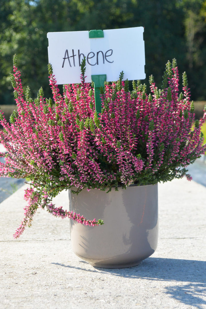 athene-portrait-bis-2-big-960×1440 Calluna Garden Girls Atheneⓢ