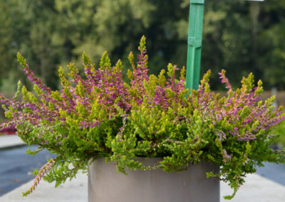 Calluna Garden Girls Bonitaⓢ